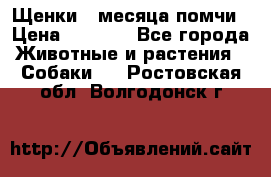 Щенки 4 месяца-помчи › Цена ­ 5 000 - Все города Животные и растения » Собаки   . Ростовская обл.,Волгодонск г.